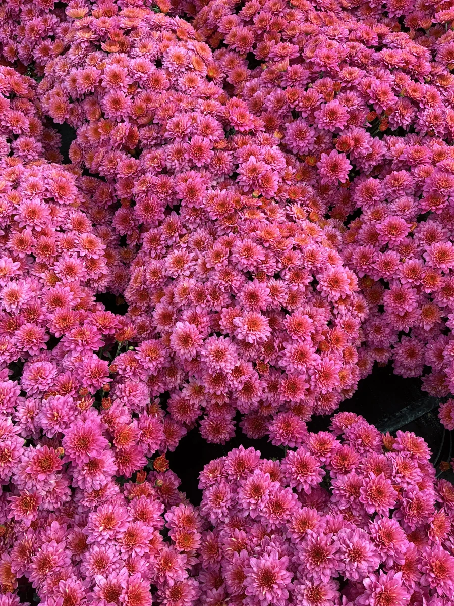 Garden Mum