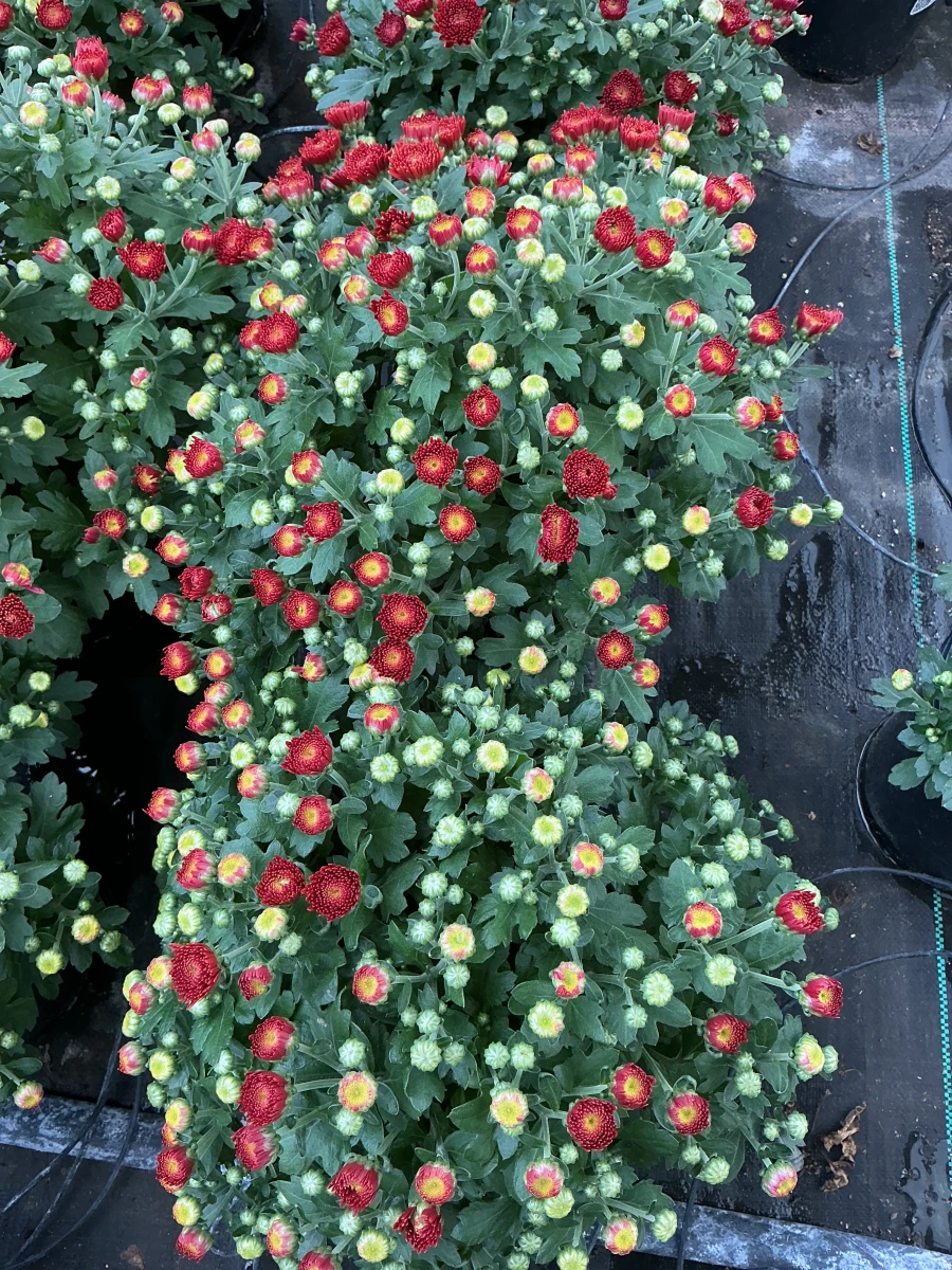 Garden Mum