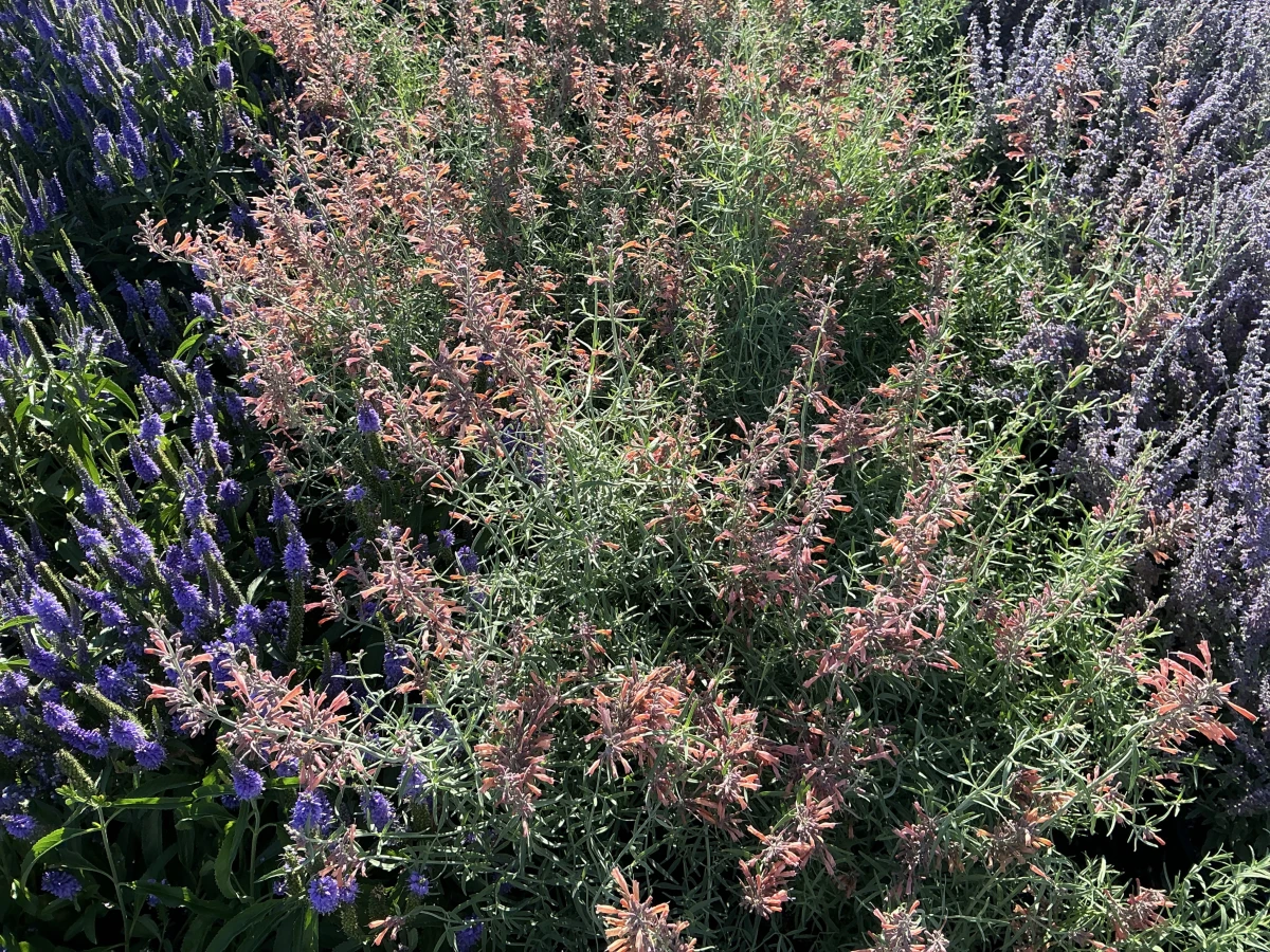 Hyssop, Hummingbird Mint