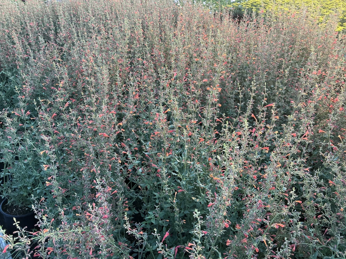 Hyssop, Hummingbird Mint