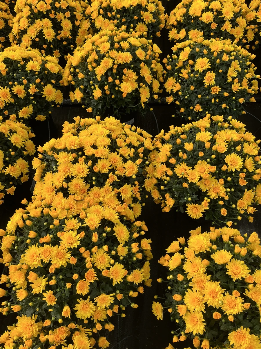 Garden Mum
