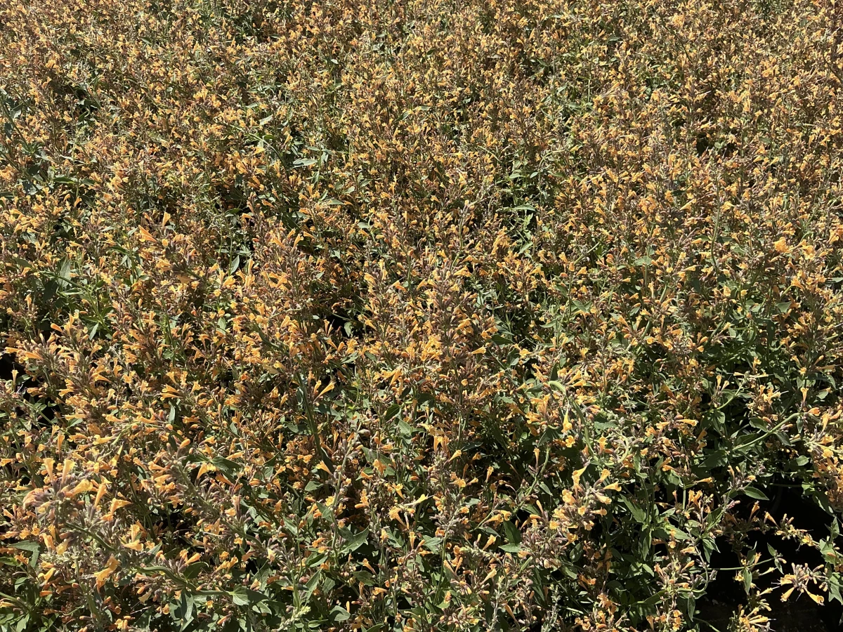 Hyssop, Hummingbird Mint