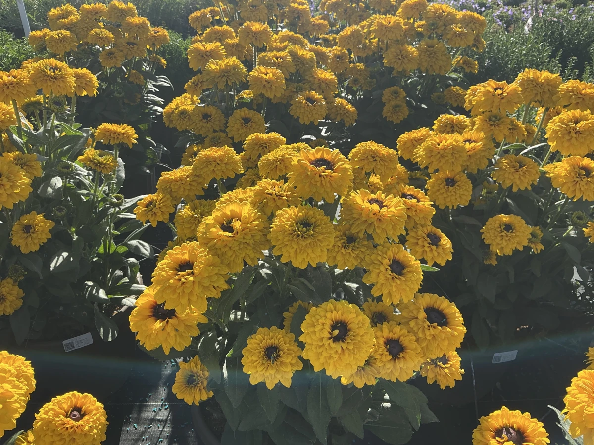 Black-Eyed Susan