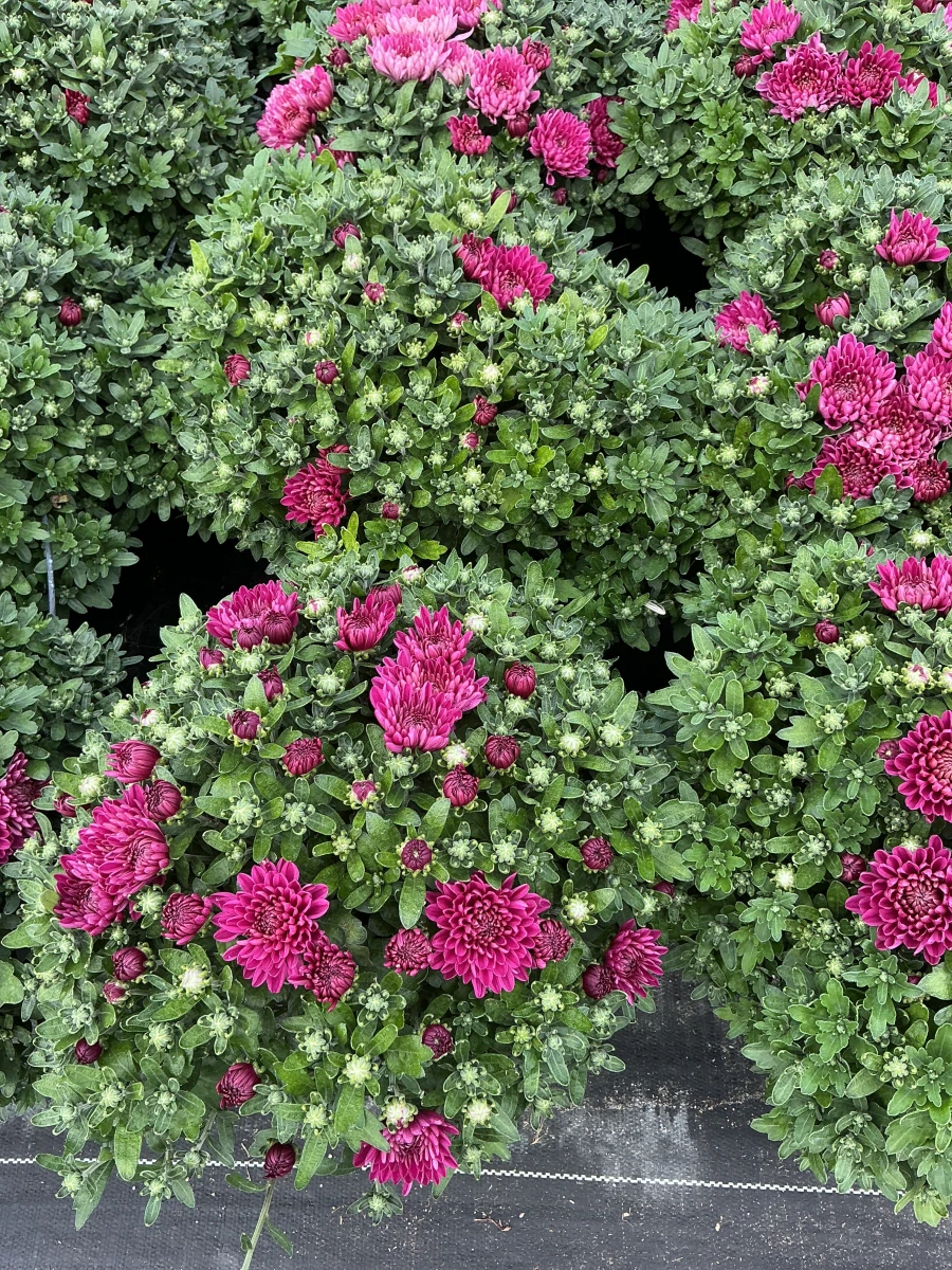Garden Mum