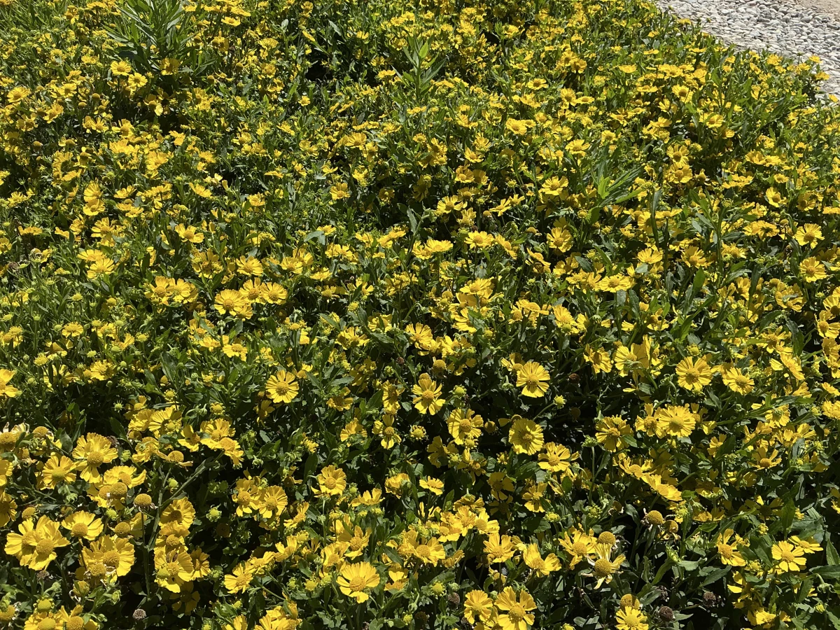 Sneezeweed
