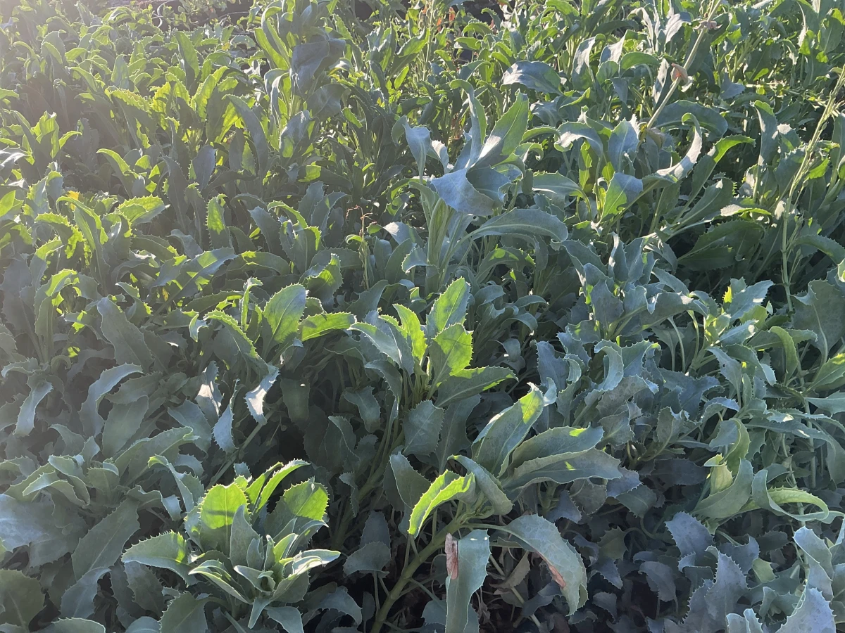 Palmer's Beardtongue