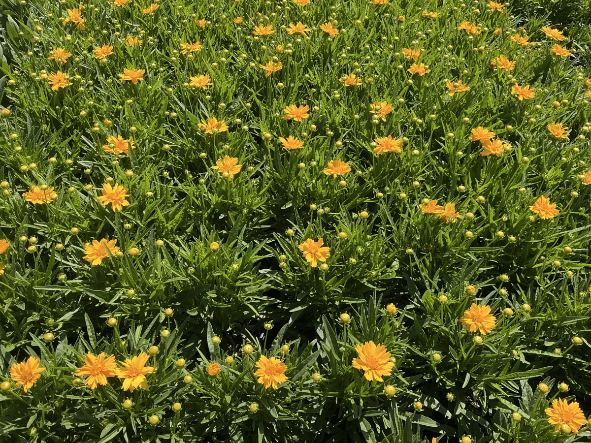 Tickseed