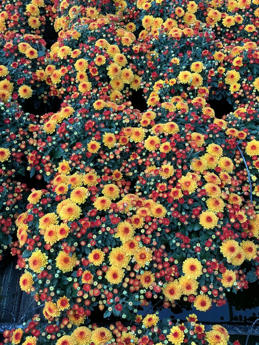 Garden Mum