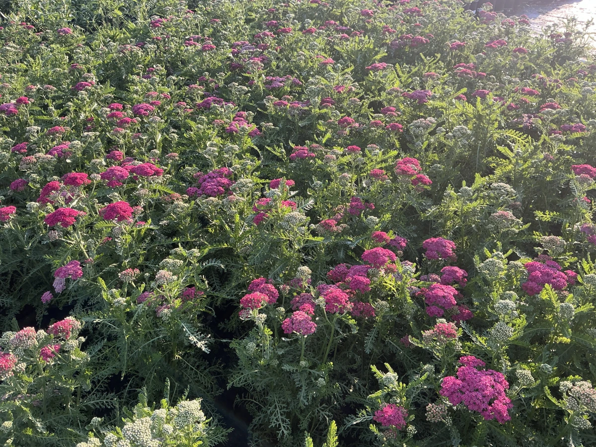 Yarrow