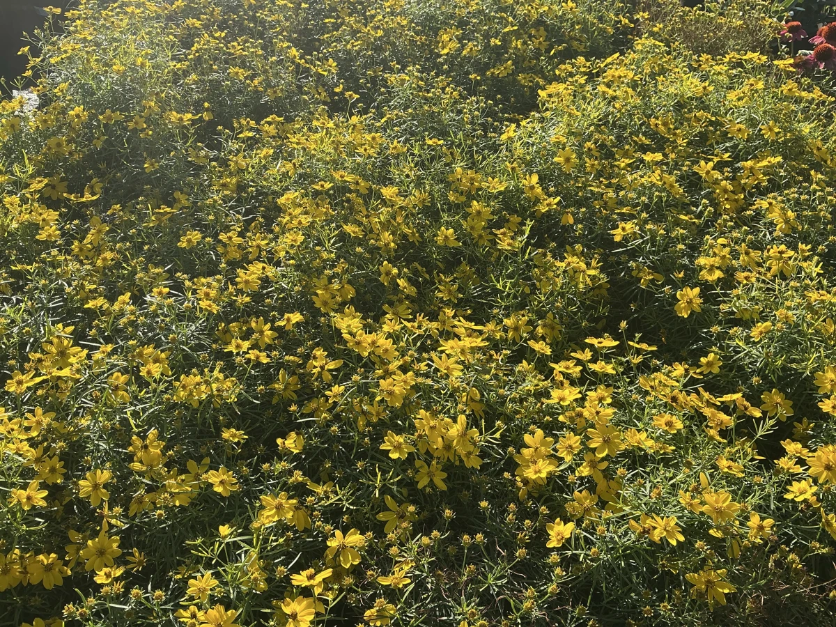 Threadlead Coreopsis