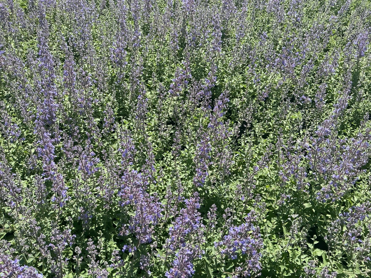 Catmint