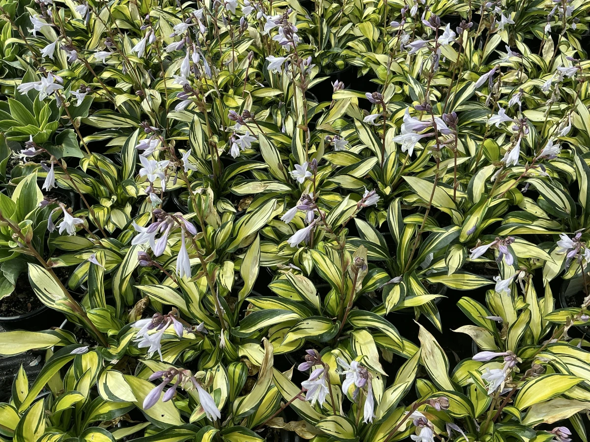 Plantain Lily