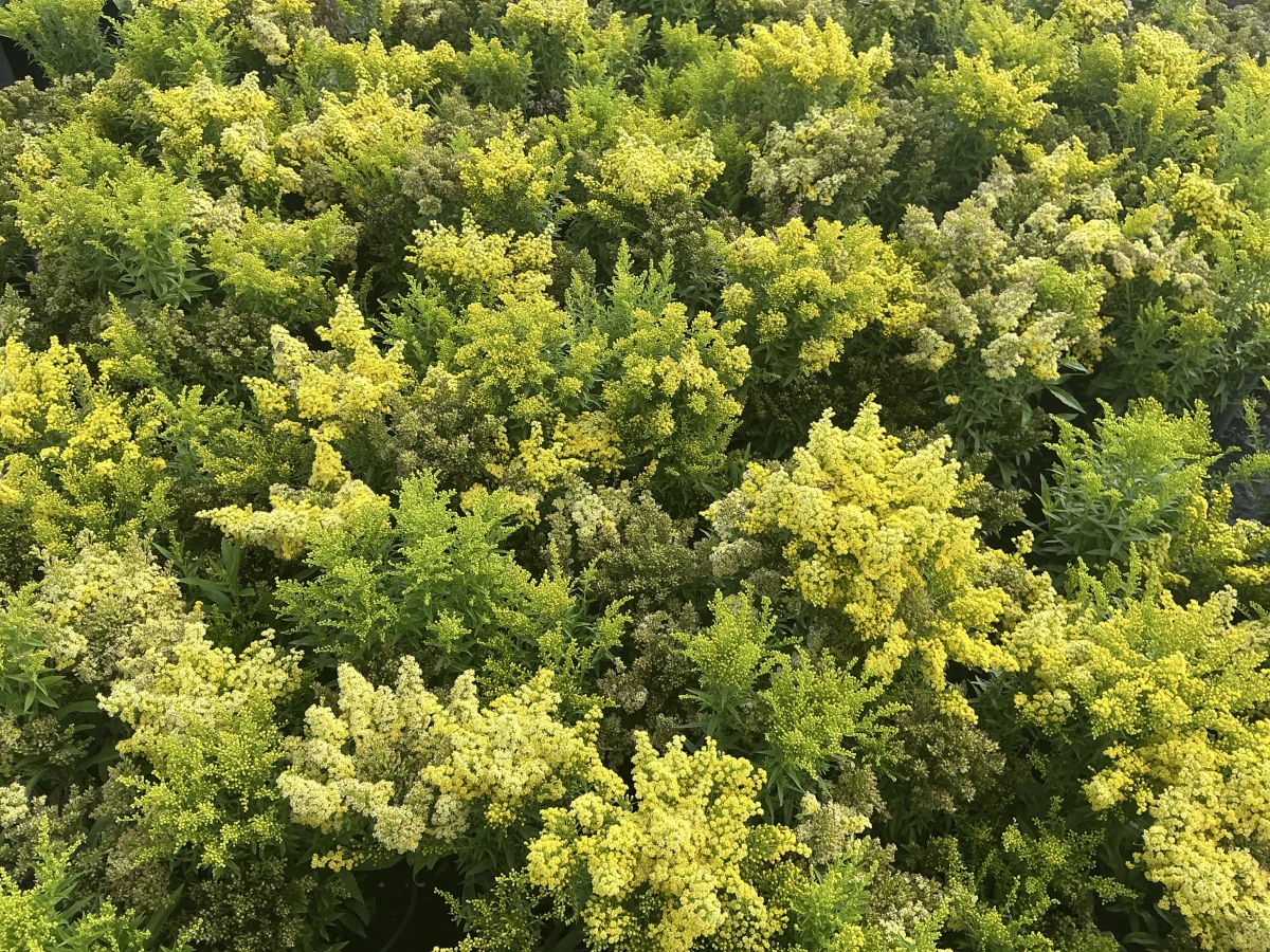 Goldenrod