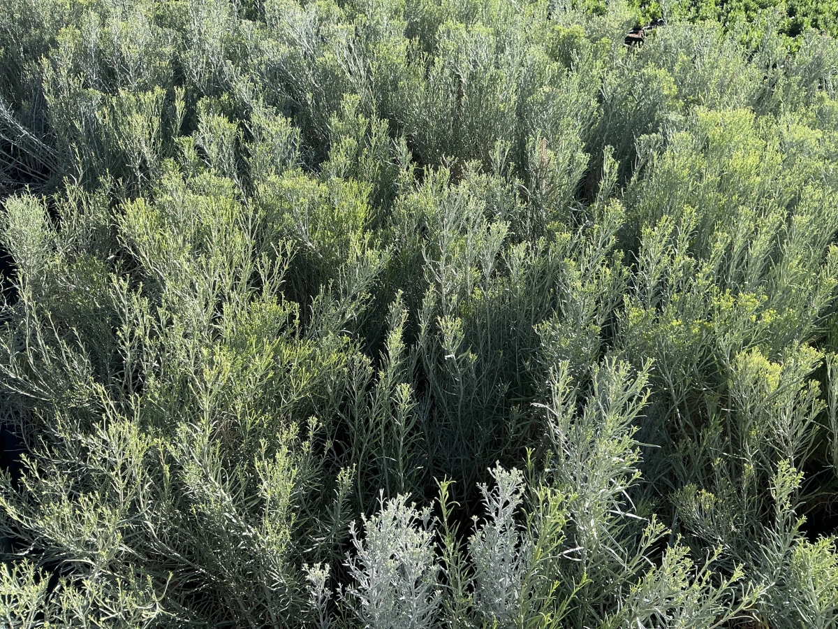 Rubber Rabbitbrush