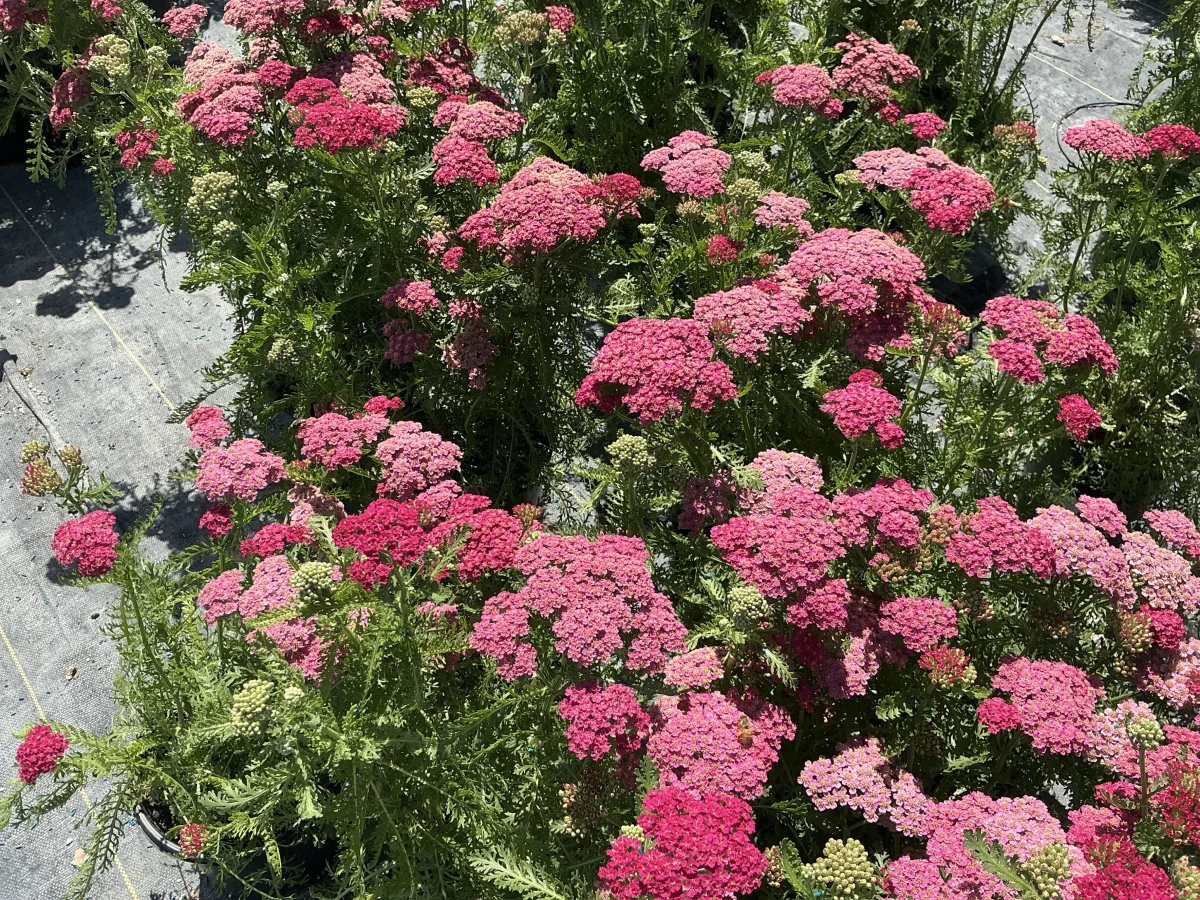 Yarrow