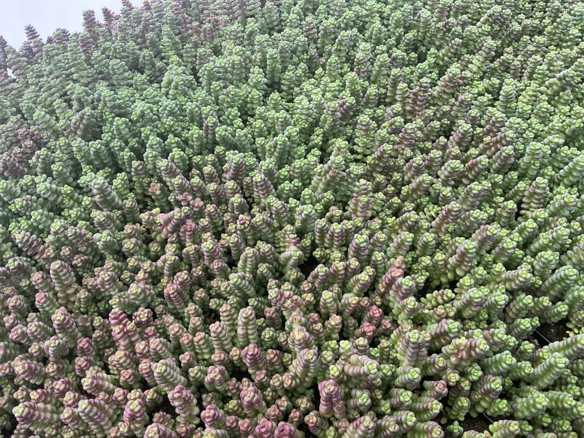 Stonecrop