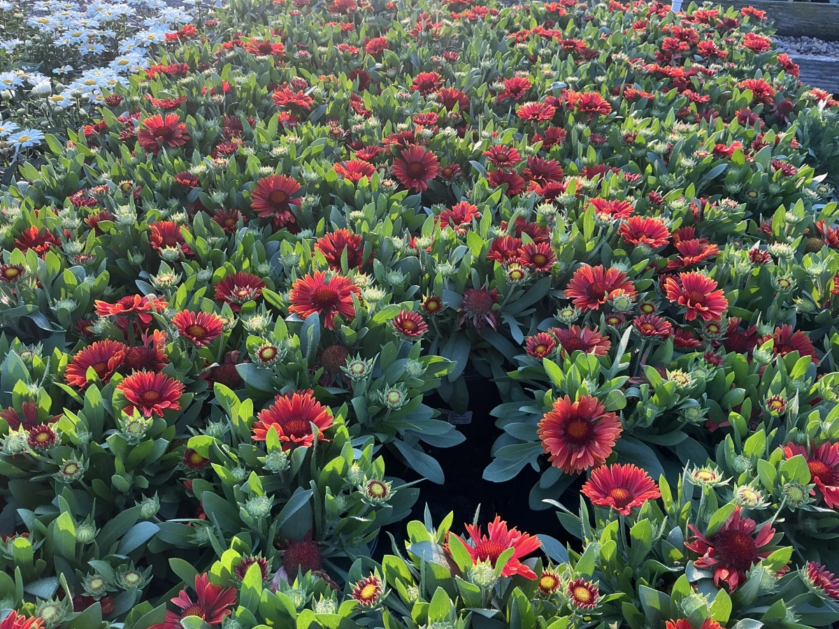 Blanket Flower
