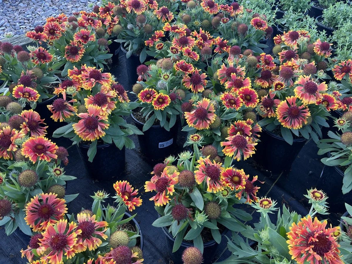 Blanket Flower