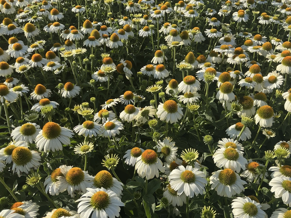 Coneflower
