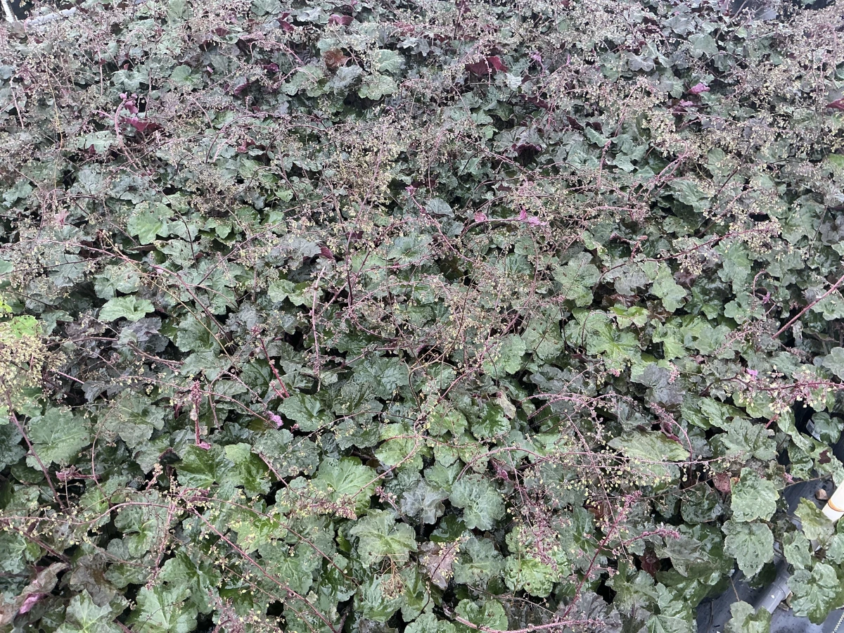 Coral Bells