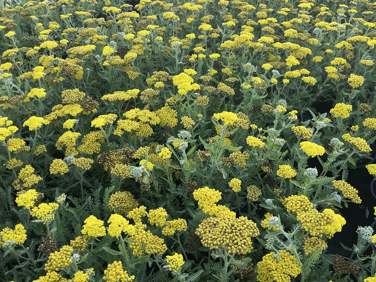 Yarrow