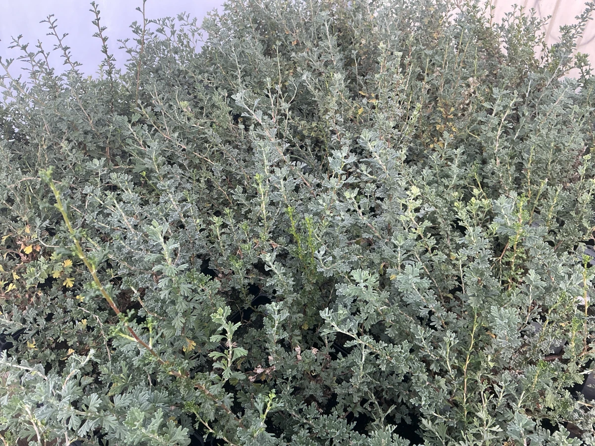 Cliffrose