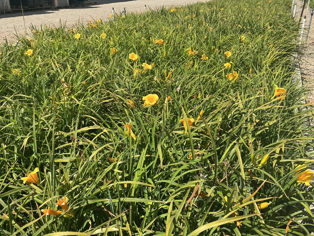 Daylily