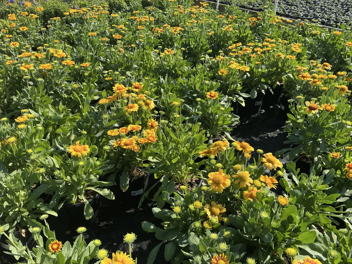 Blanket Flower