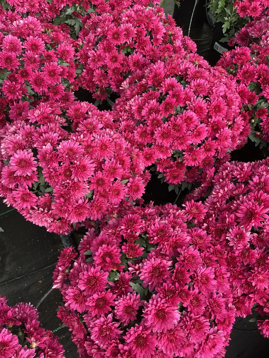 Garden Mum