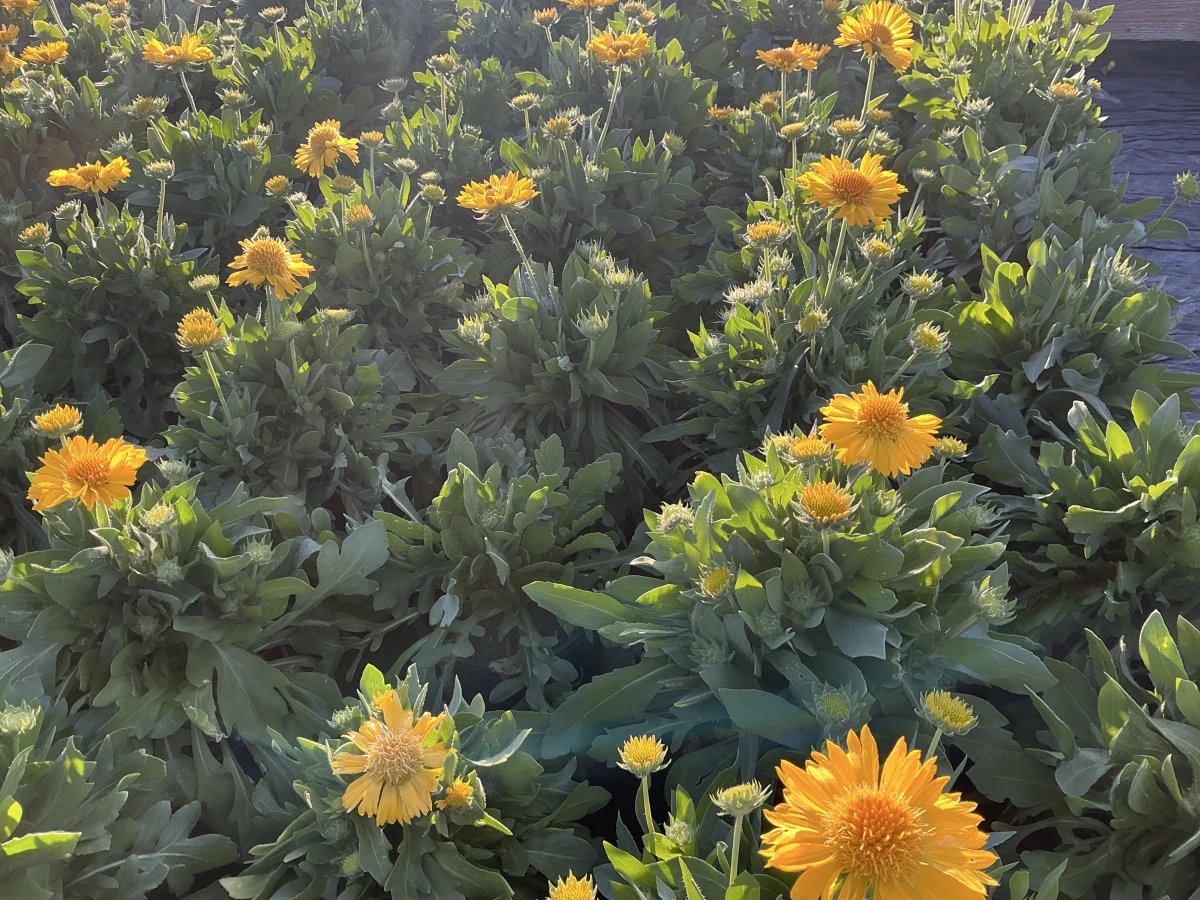 Blanket Flower