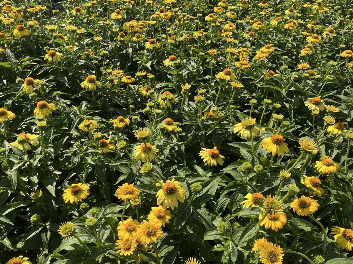 Coneflower