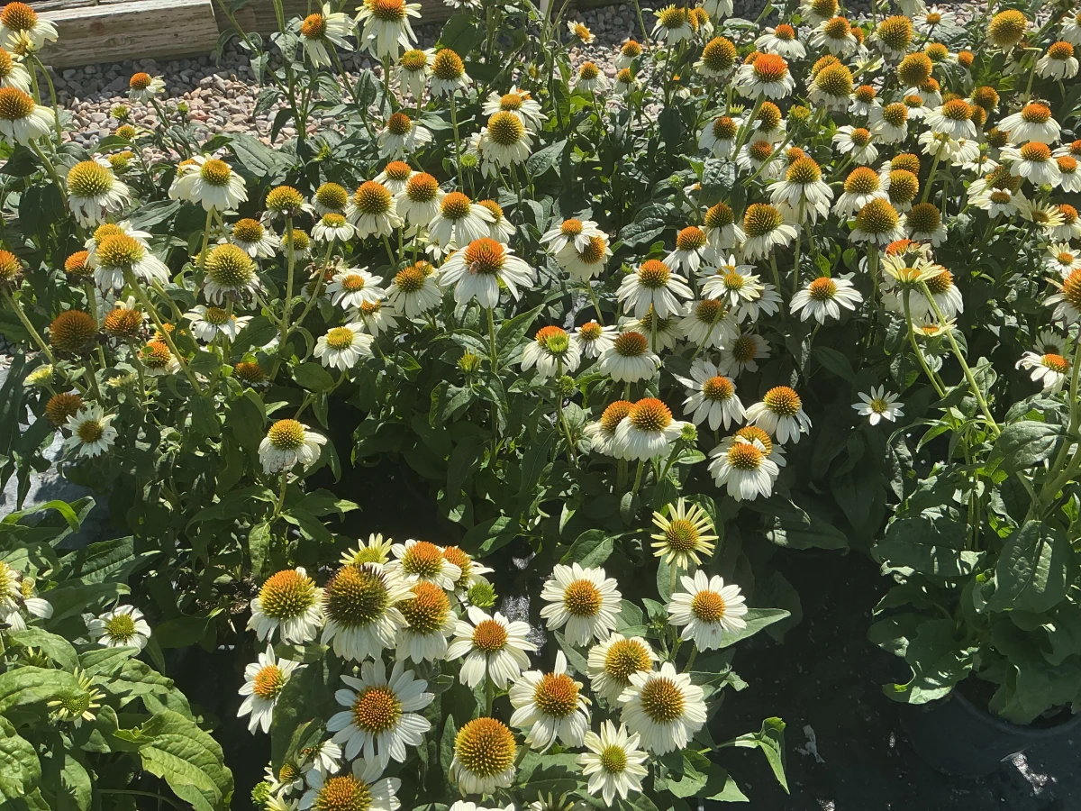 Coneflower