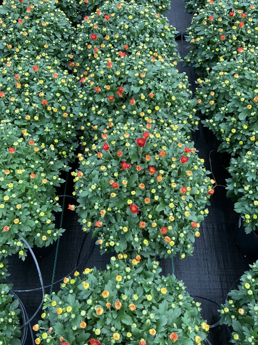 Garden Mum