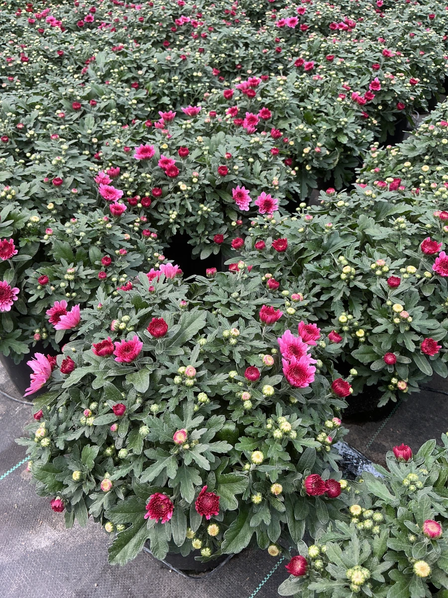 Garden Mum