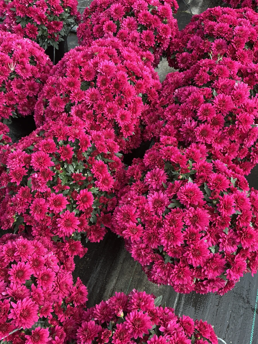 Garden Mum