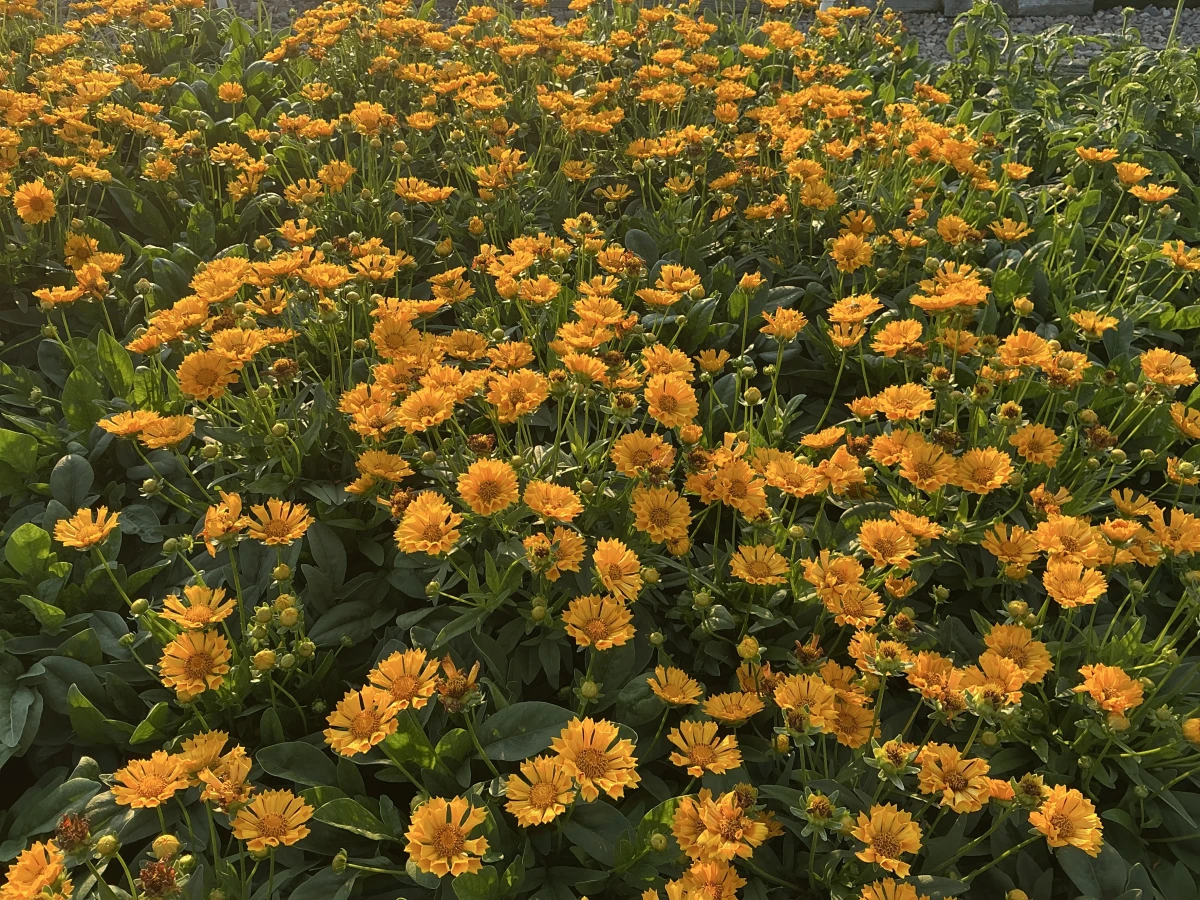 Tickseed