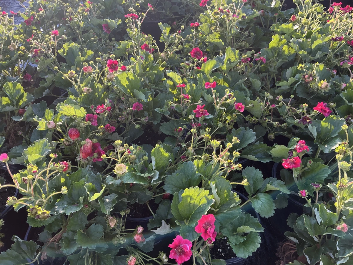 Strawberry