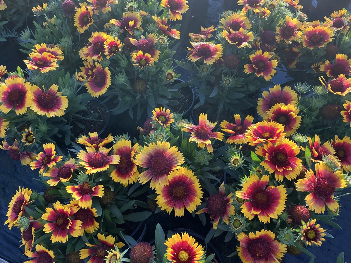 Blanket Flower