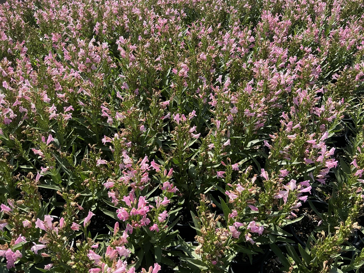 Beardtongue