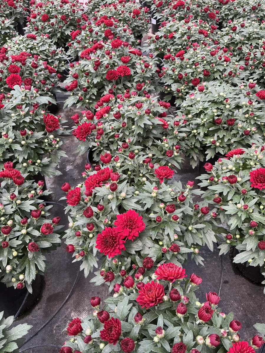 Garden Mum