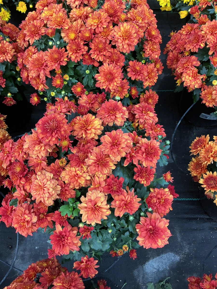 Garden Mum