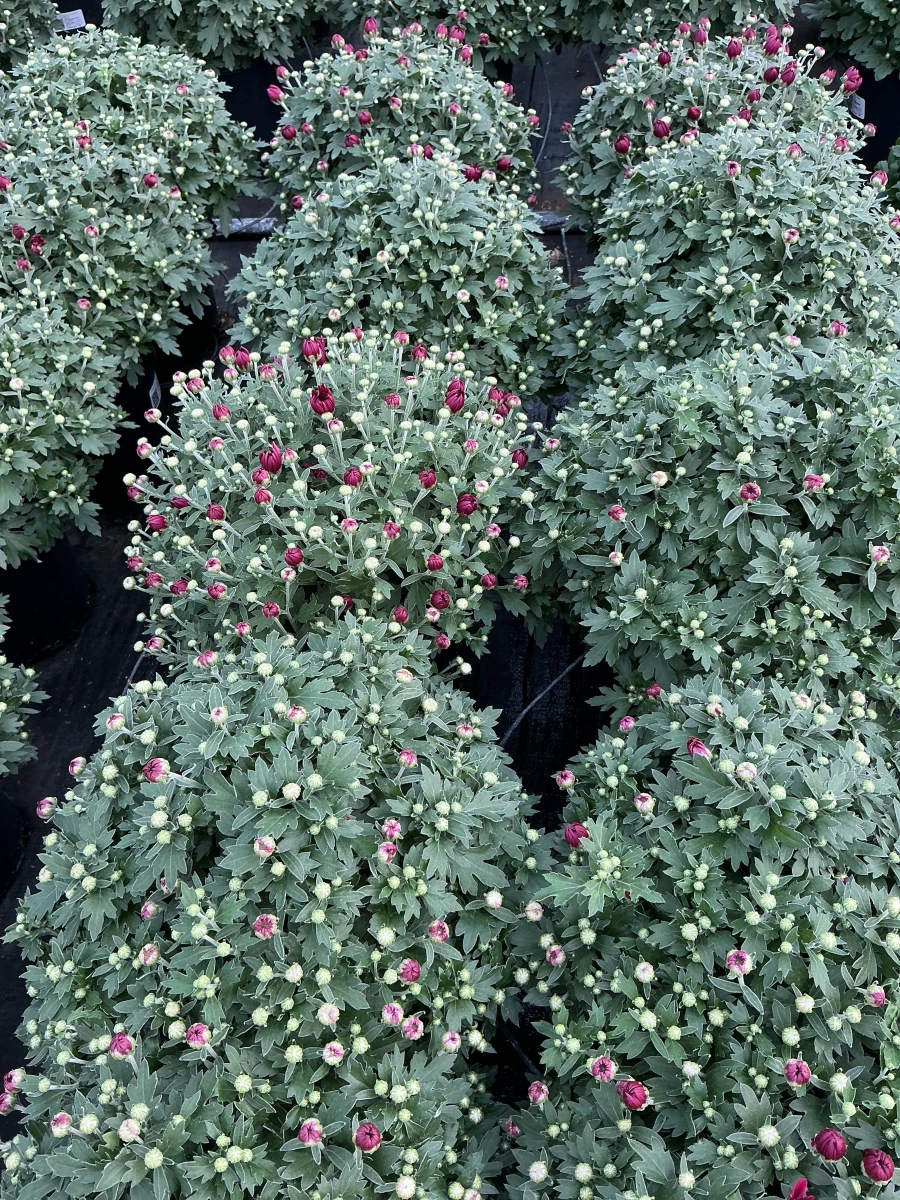 Garden Mum