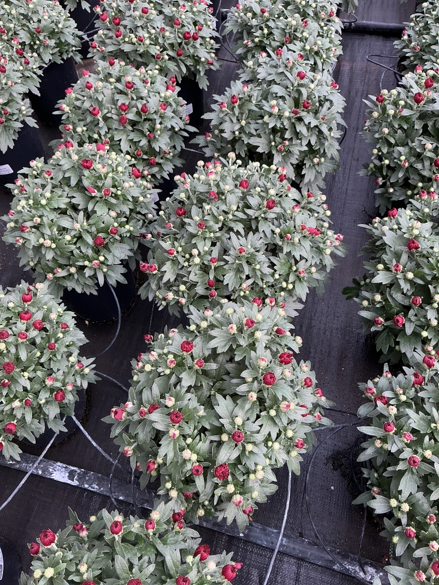 Garden Mum