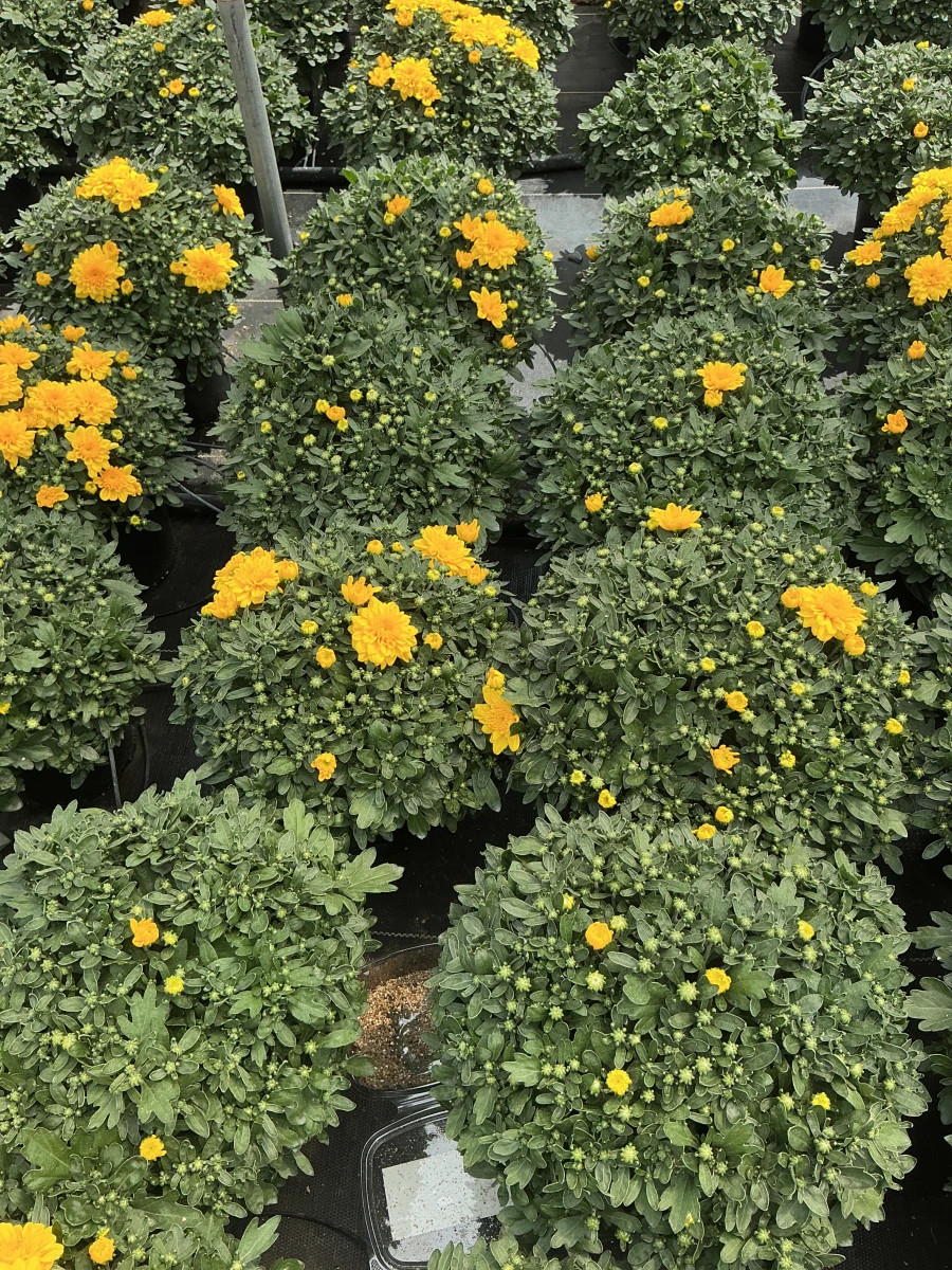 Garden Mum