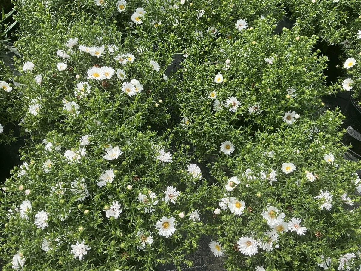 Michaelmas Daisy, New York Aster