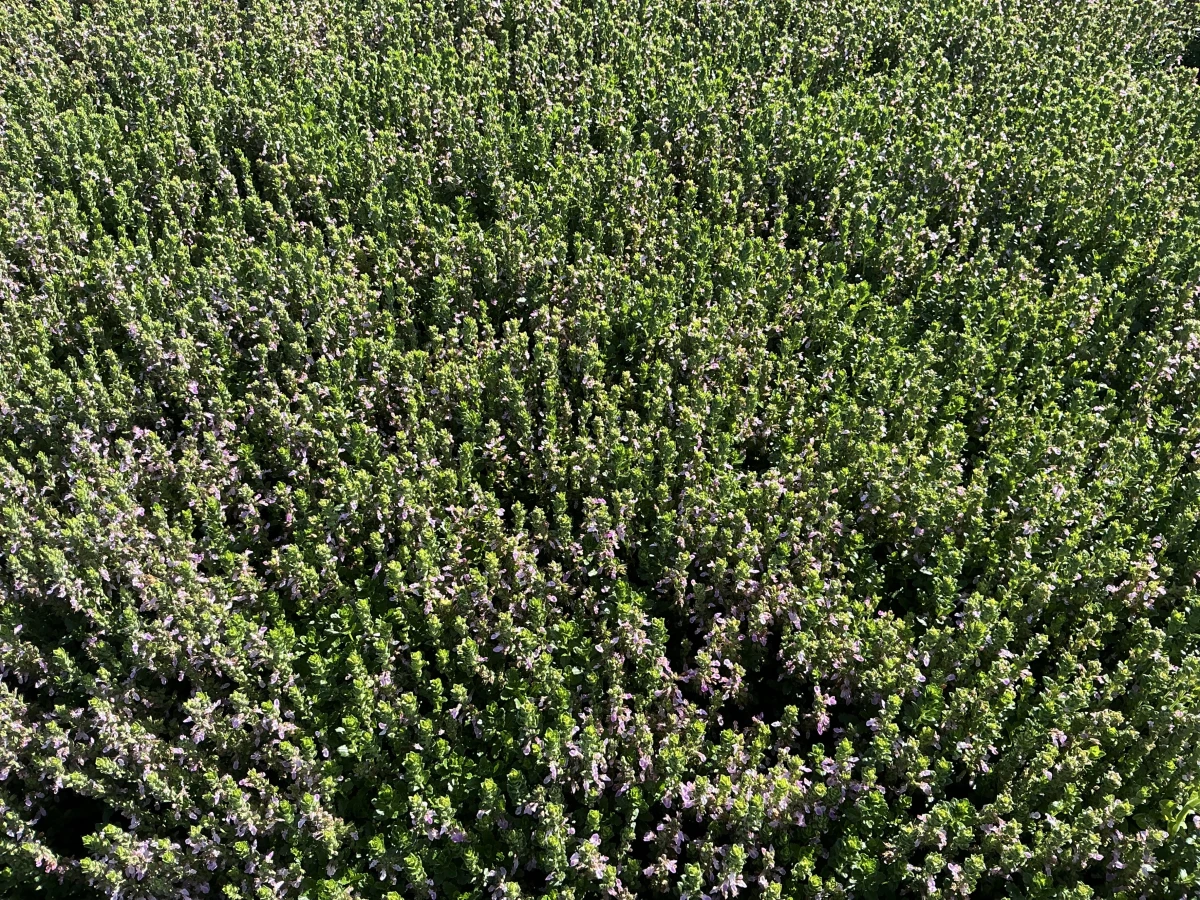 Creeping Germander