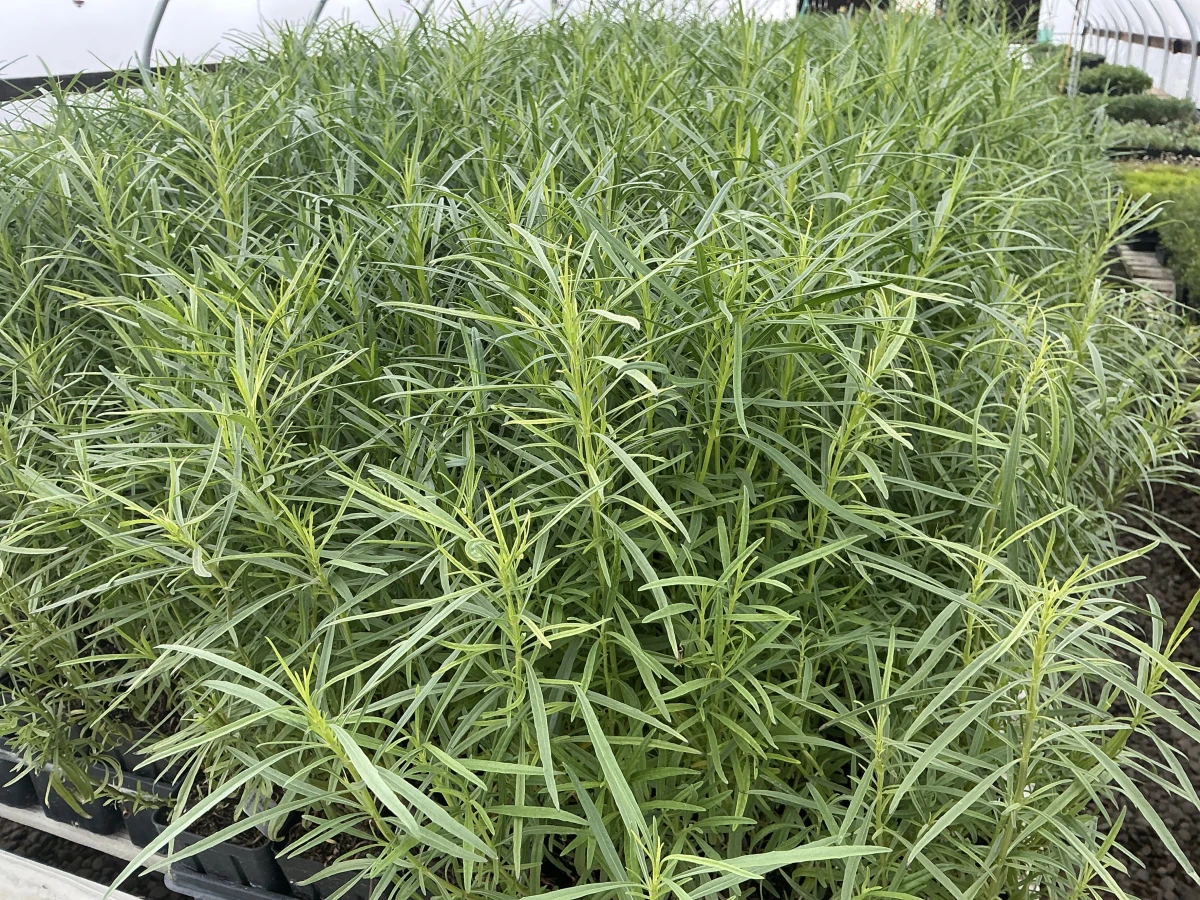 Blue Willow Sage
