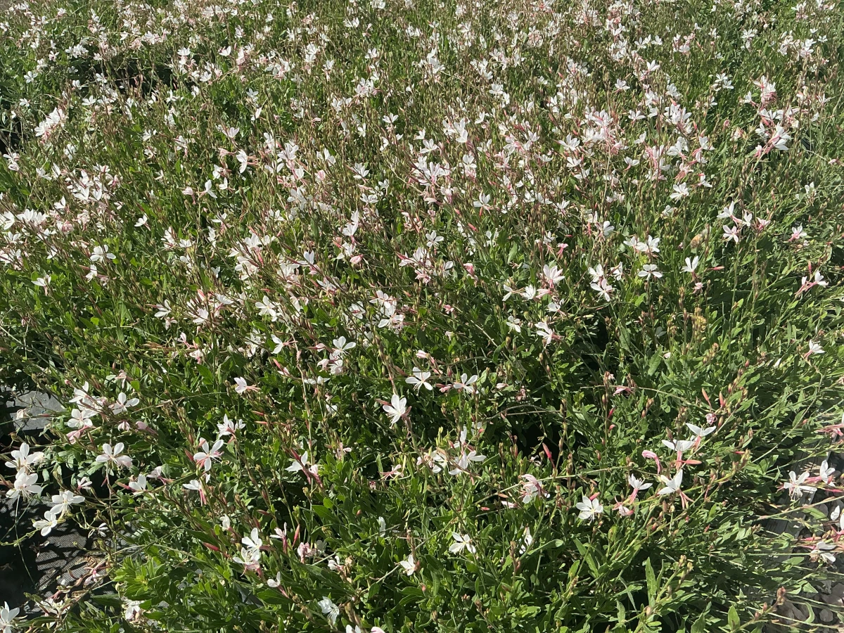 Whirling Butterflies