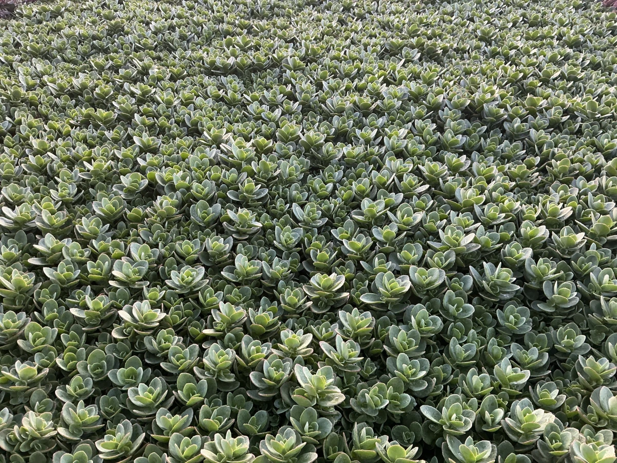 Stonecrop