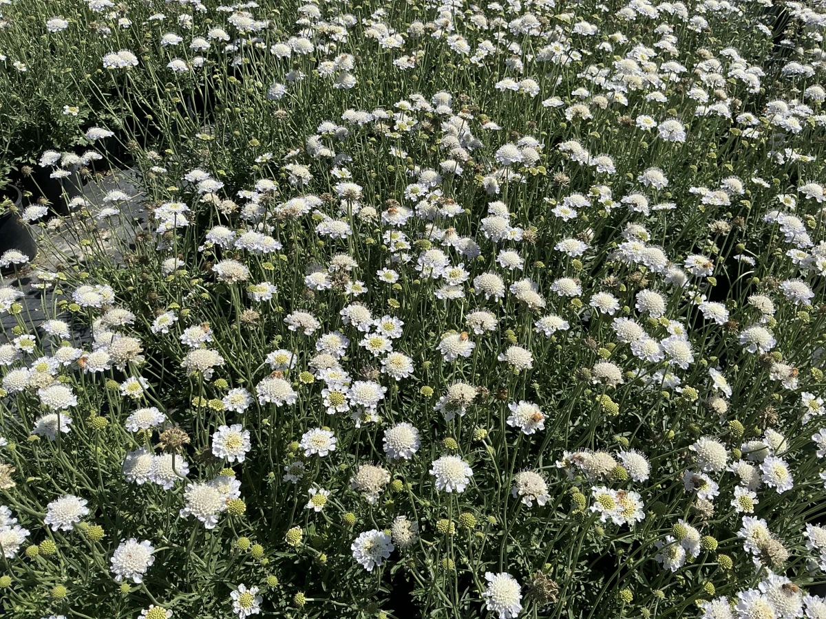 Pincushion Flower